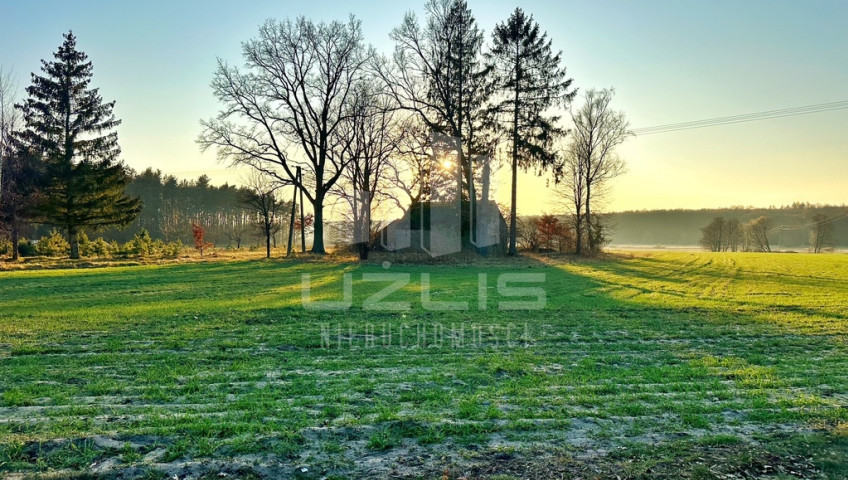 Zajączek 