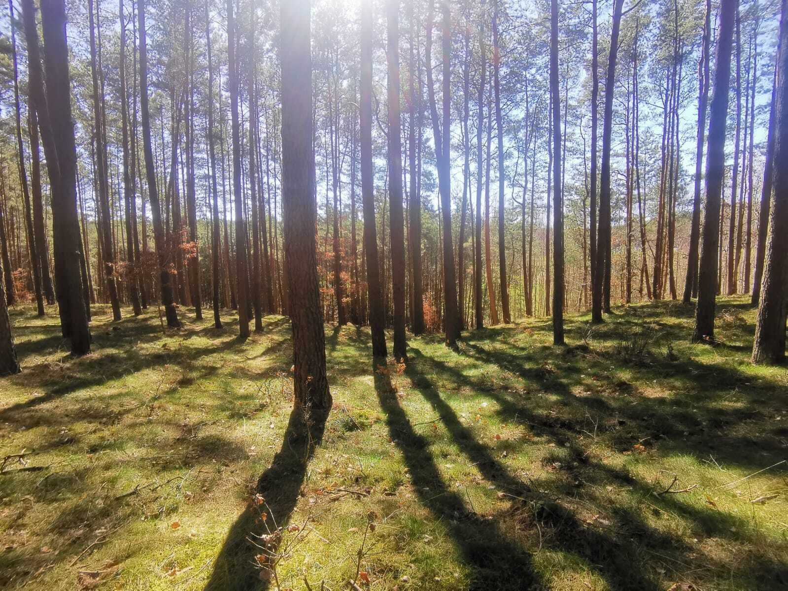 Zdjęcie 1