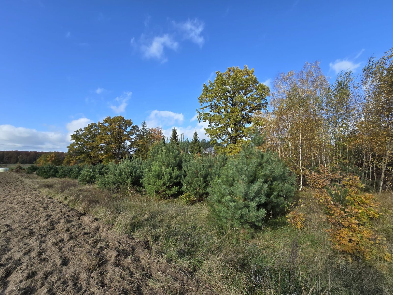 Zdjęcie 15